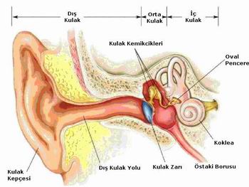 Kulak nlamasnn Nedenleri