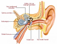İç Kulak Çınlaması Belirtileri ve Tedavisi